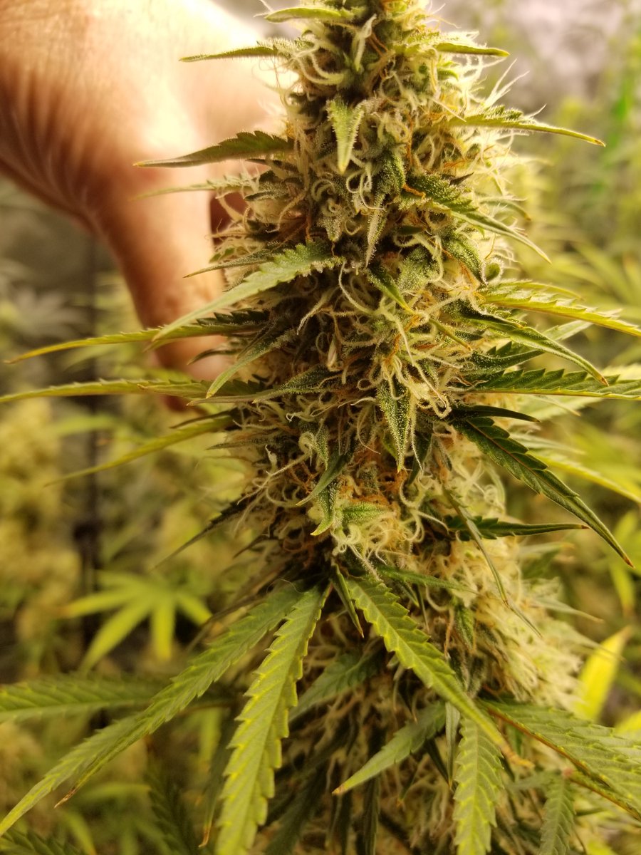 johnn92099's tweet photo. 3 pictures of Fatality from @Speedrunseeds. She produced 11 oz but the buds were so full that mold developed the last week. Still left with 8 oz. https://t.co/GfJa3RZHkY