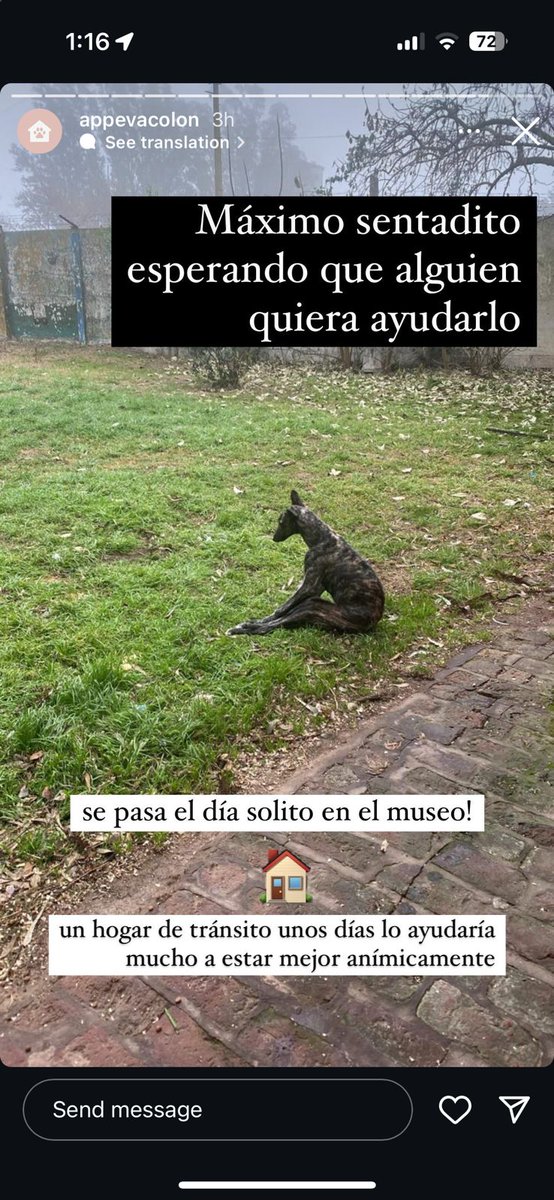 cambcastro's tweet photo. que alguien tenga en tránsito a este bebito galguito 😥 https://t.co/j6r97xTNym