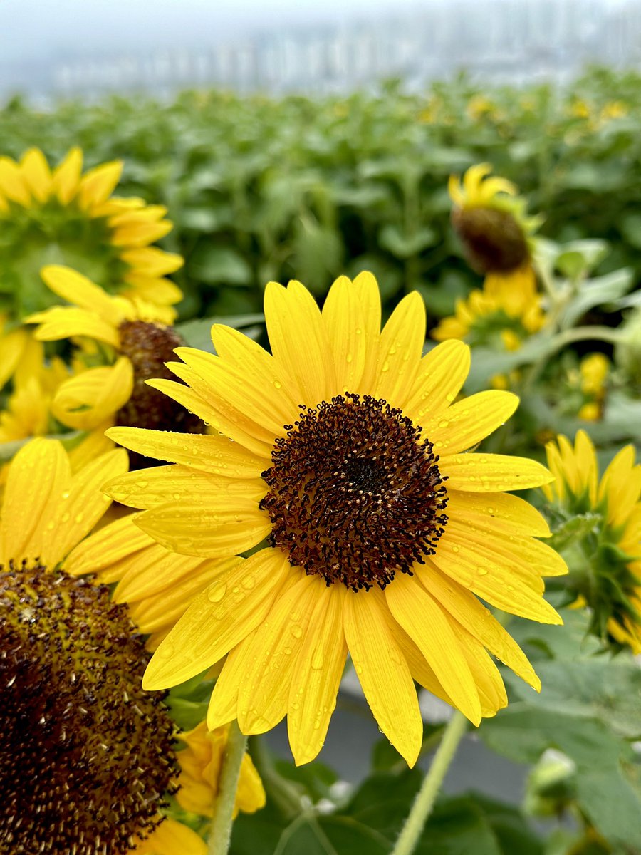 음음... 이벤트가 아니었어서 조용히 보내려고 했는데...
푸조킹님이 와제님께 선물해 주신 야휘 키링을 같이 보내드리게 되어서... 말씀을 드려야 할 것 같아서요. (무려 푸조님이 직접 그리신 야휘...👀)
only 케인!!을 선택 하신 한 분을 제외하고 모든 분께 넣어드렸습니다😌
협찬... (맞죠...?)