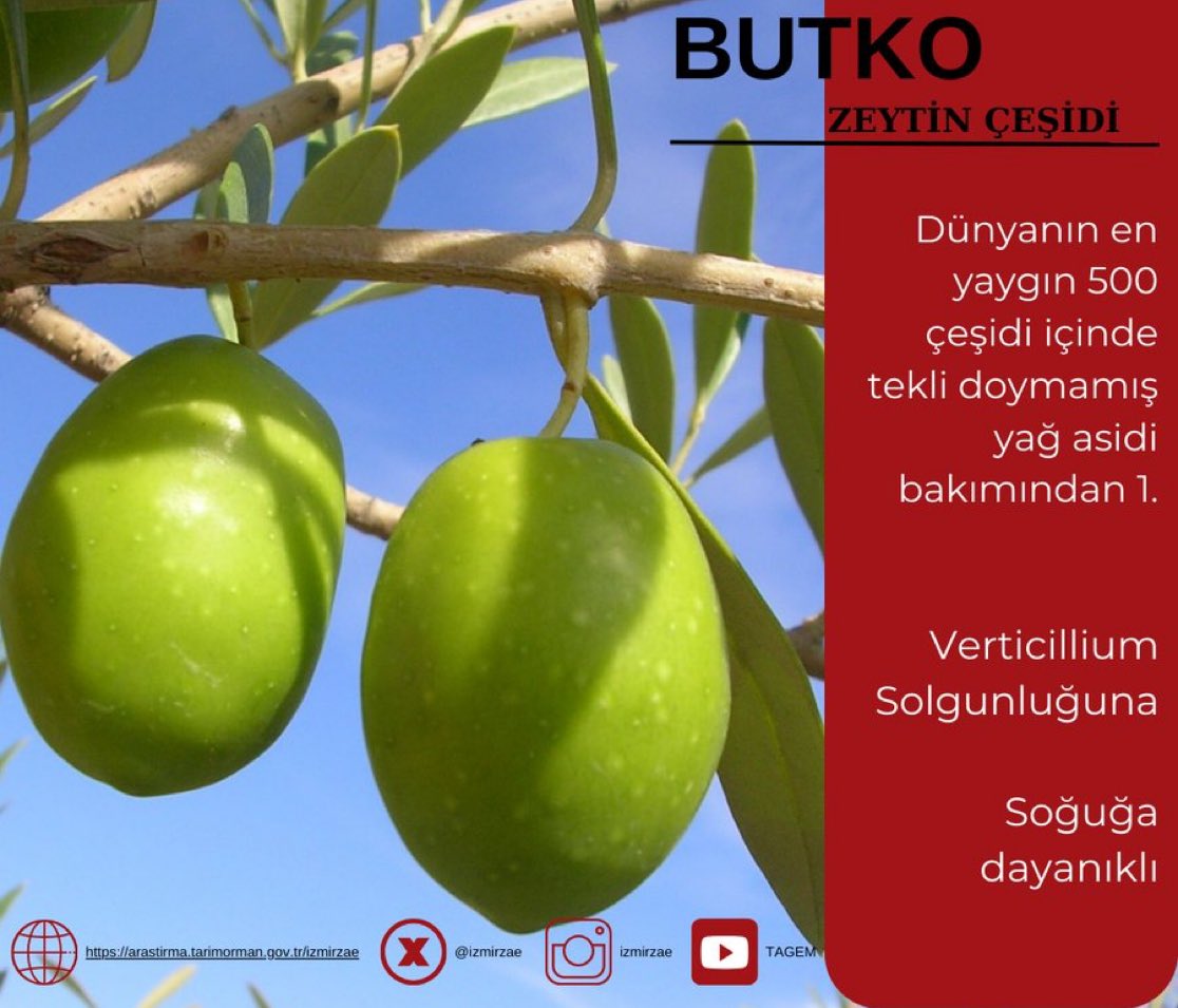 Güzel 1 sonuç;
Butko zeytin çeşidi;
AB Gen4Olive projesinde 500 çeşit içinde tekli doymamış yağ asiti bakımından 1. olmuş.
Peki;
Butko çeşidi hangi yöreye ait biliyor musunuz?