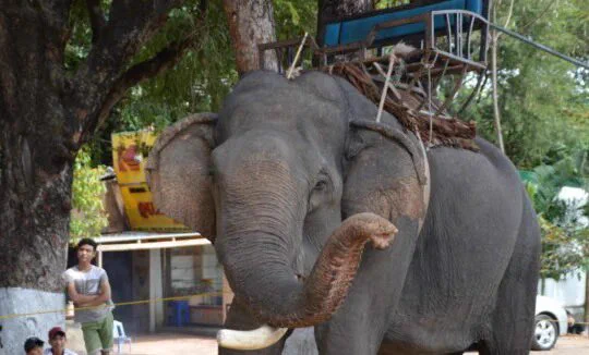 Elephant riding