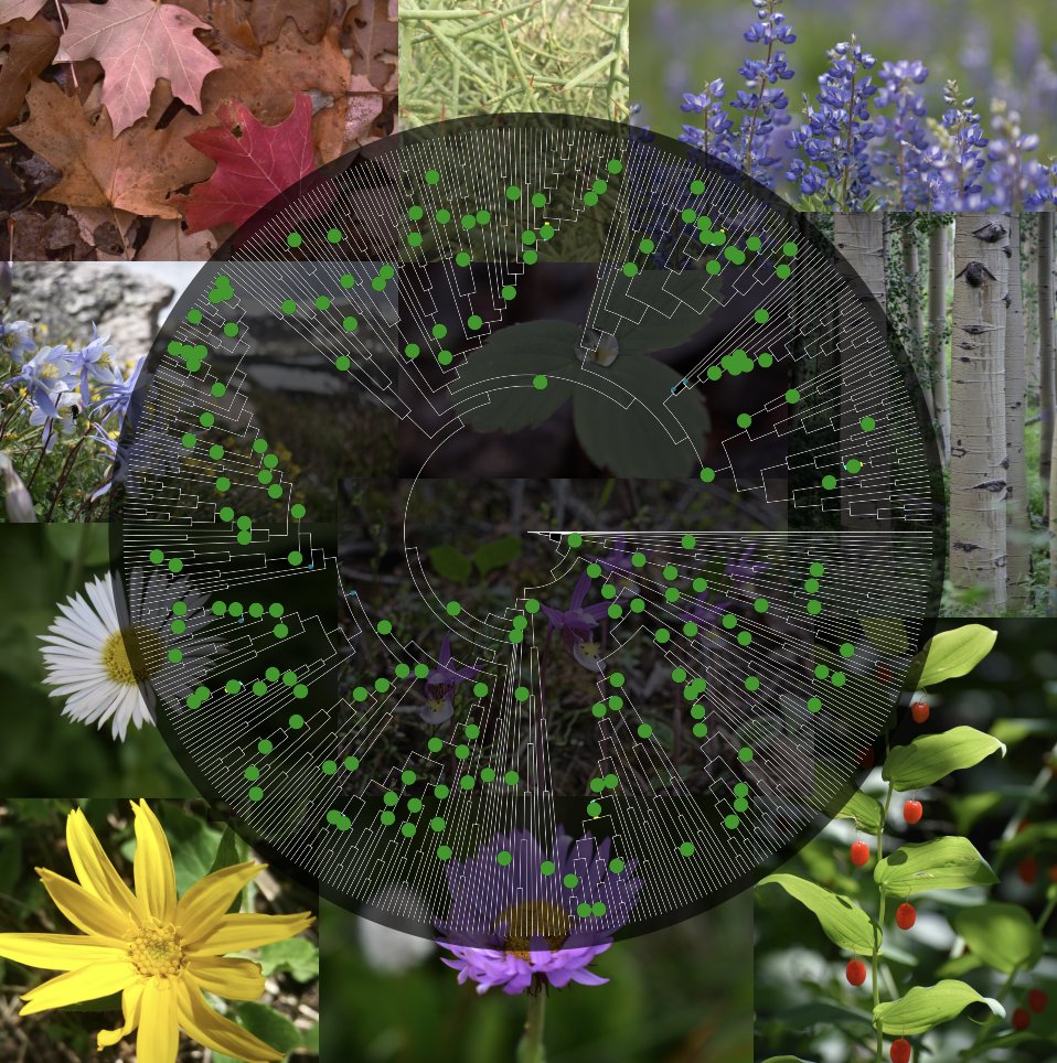 Botanical_'s tweet photo. 🌱From the upcoming #AJB #Polyploidy special issue🌱

Species-tree topology impacts the inference of ancient whole-genome duplications across the #angiosperm phylogeny

By Michael McKibben, Geoffrey Finch &amp; Michael Barker

https://t.co/XvI3Ug8HOa @wileyplantsci @WileyEcolEvol https://t.co/X6haUSjXEm
