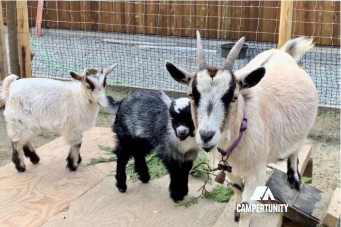 campertunity's tweet image. One of my favourite parts of the job? Meeting new people…by people I mean animals! Murphy’s Tree Farm is one of our newest hosts on Campertunity with one of the coolest camping spaces. Try something new this summer and camp on private land with #campertunity