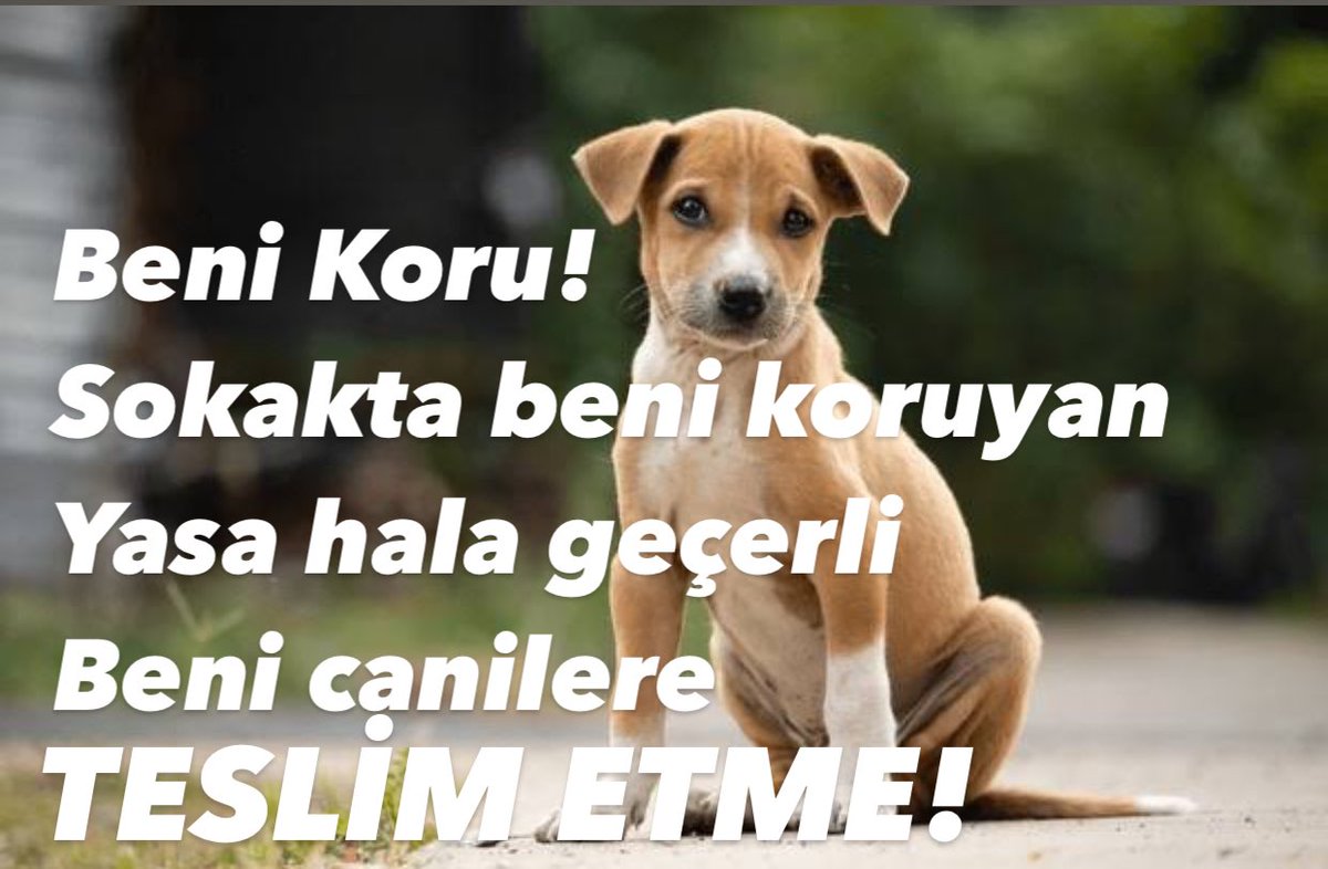 LÜTFEN DİKKAT! ⚠️ BU GÖNDERİYİ YAYIN ⚠️ DİKKAT! HALA ESKİ YASA (yani sokak hayvanlarını koruyan, mahallelerinde yaşatan yasa) GEÇERLİ! Yani, köpek ya da kediler HİÇBİR ŞEKİLDE toplanamaz! Yasa tasarısı sadece komisyondan geçiyor, daha genel kurula gelecek! Meclis’te genel kurulda