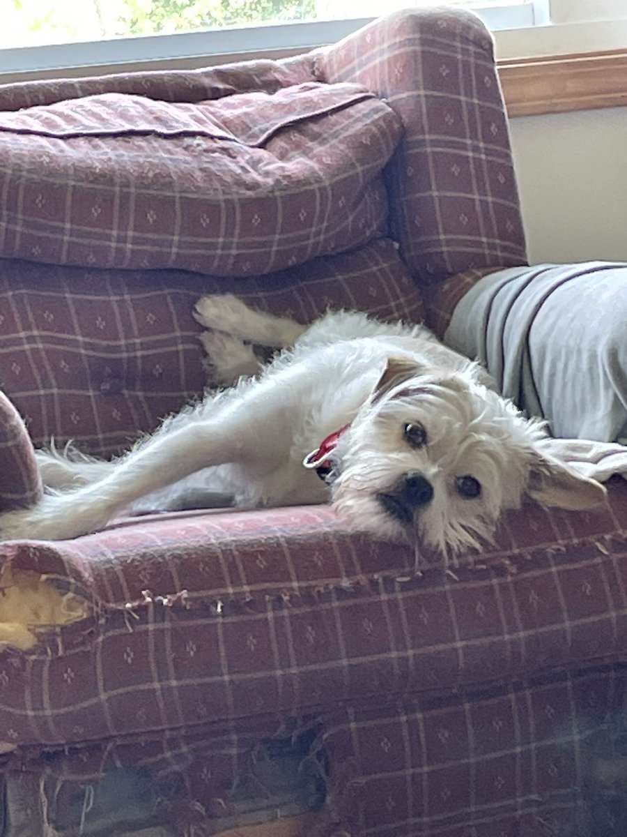 Kelly Rodoski tweet media