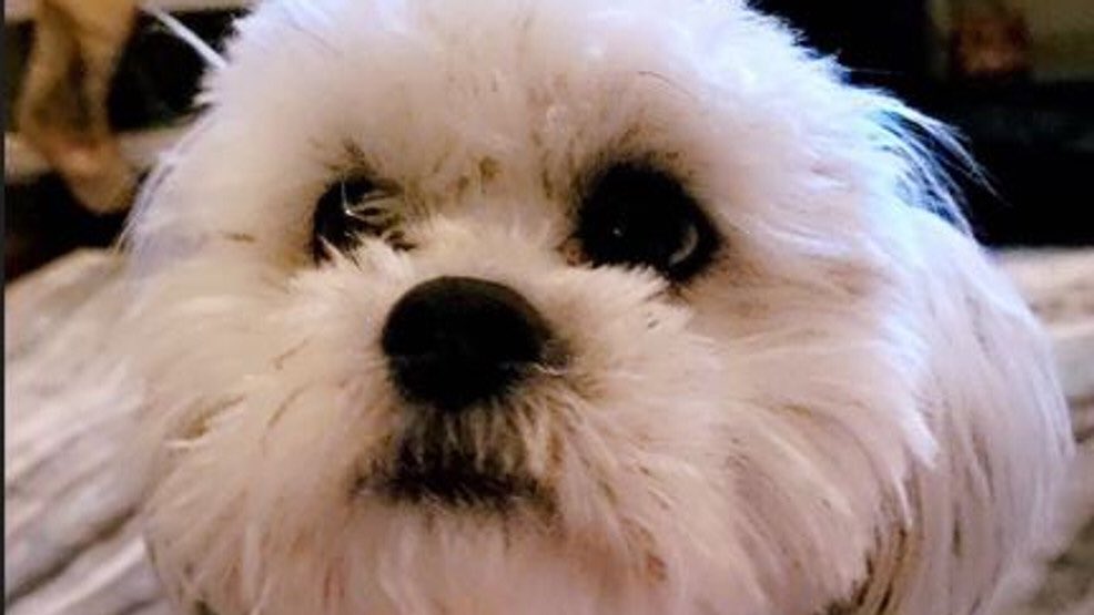 Gnome4308's tweet image. Myron Woodson a Sturgeon Mo. police officer was placed on paid leave after he shot and killed a blind-and-deaf dog.