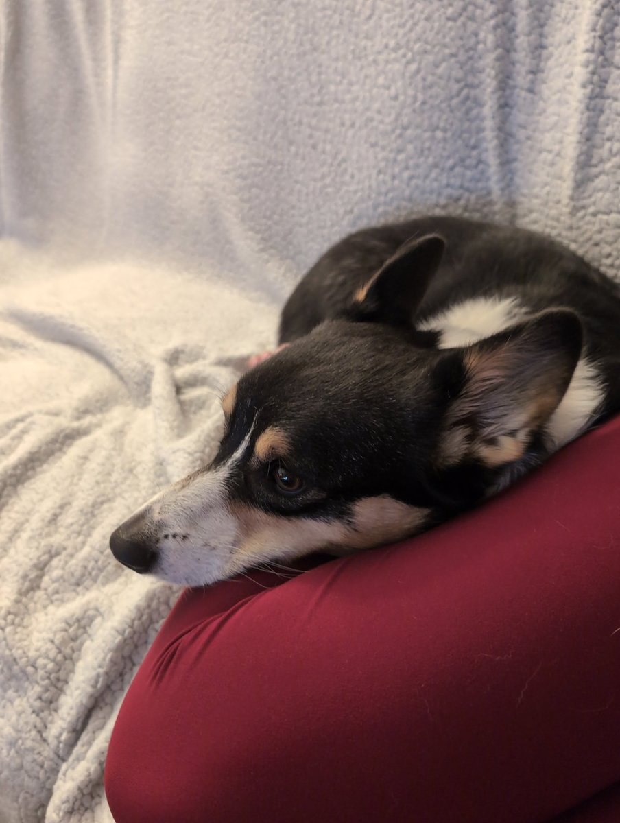 byEMVick's tweet photo. Storm buddy cuddles 💕 https://t.co/xvogyUw3Ff