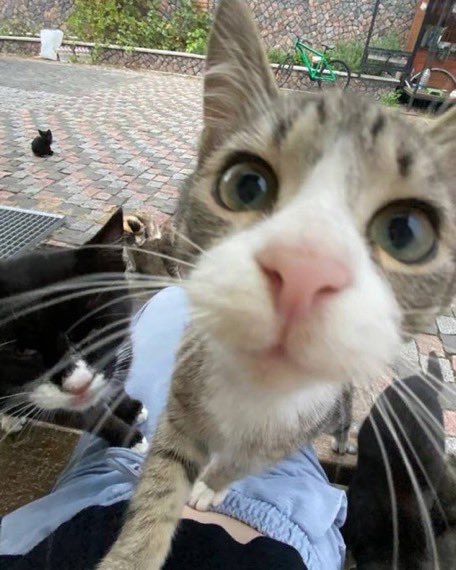 Punch Cat tweet media