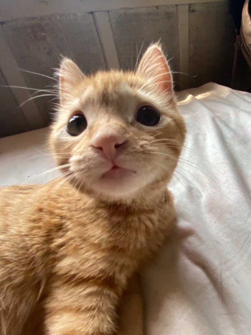 PunchingCat's tweet photo. very orange, very cat https://t.co/CLApzMCyGS
