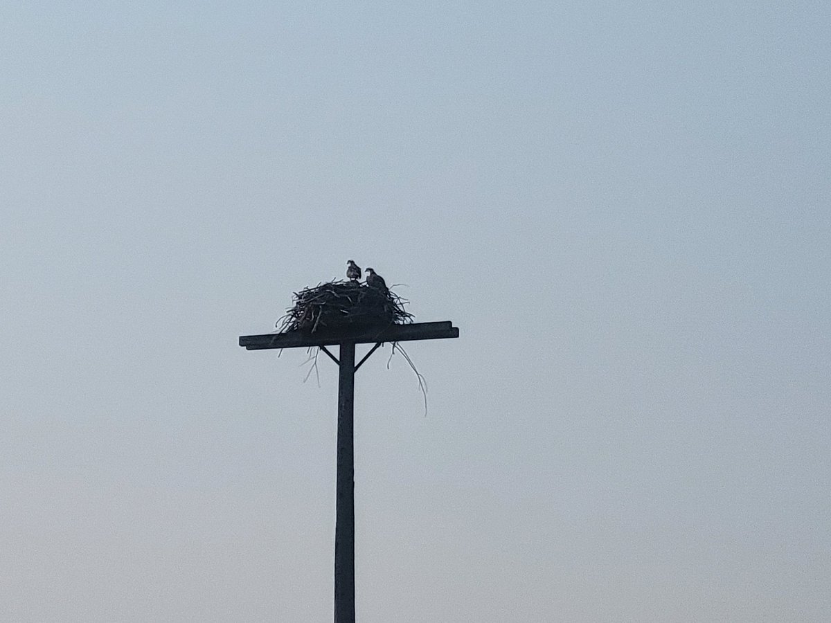 joemaczim's tweet photo. Yesterday I saw U of Montana and Montana Fish, Wildlife &amp; Parks work on monitoring osprey for heavy metal contamination https://t.co/TbnmBFEDKX