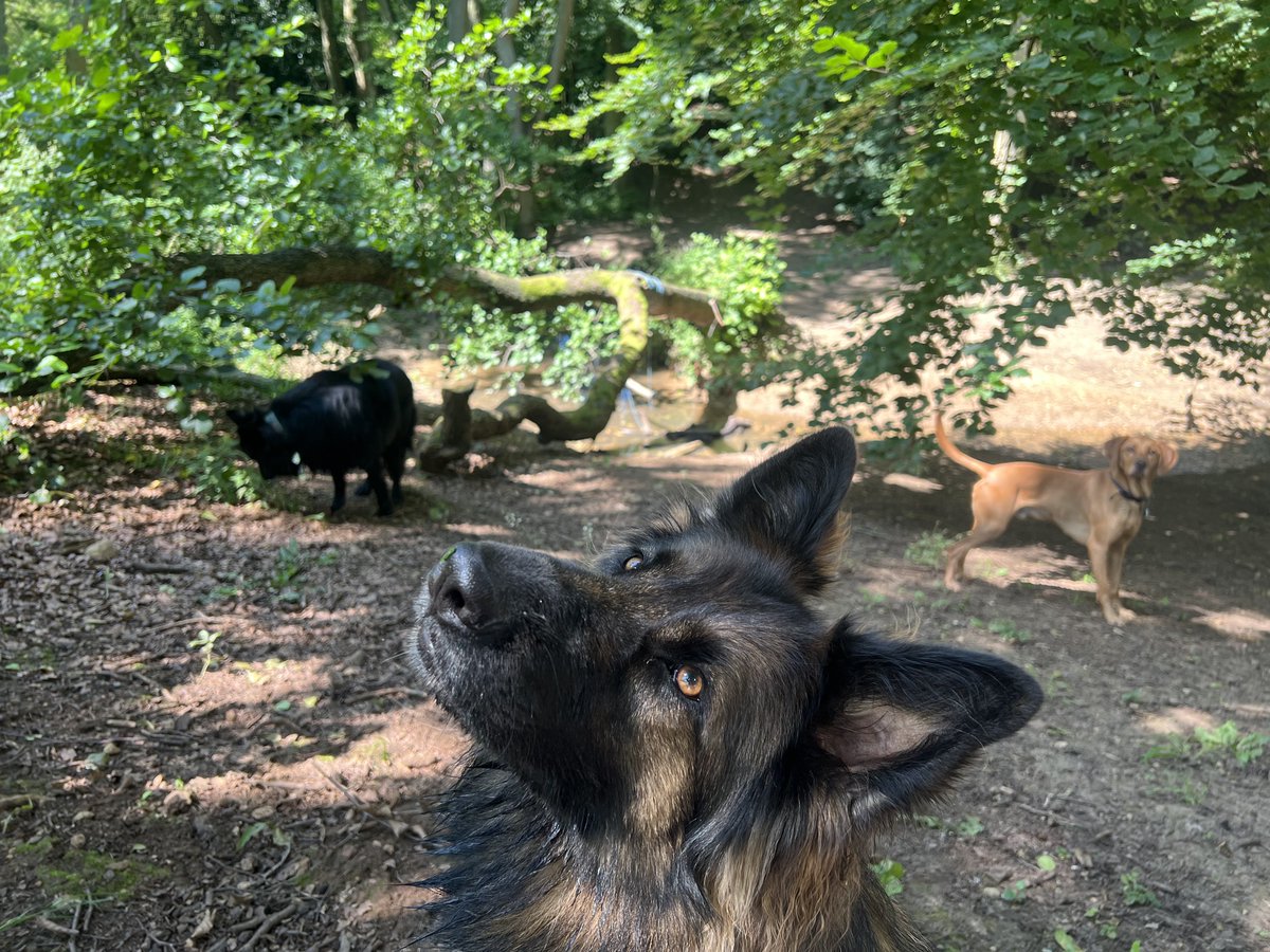 ForRover's tweet image. The bestest of days!