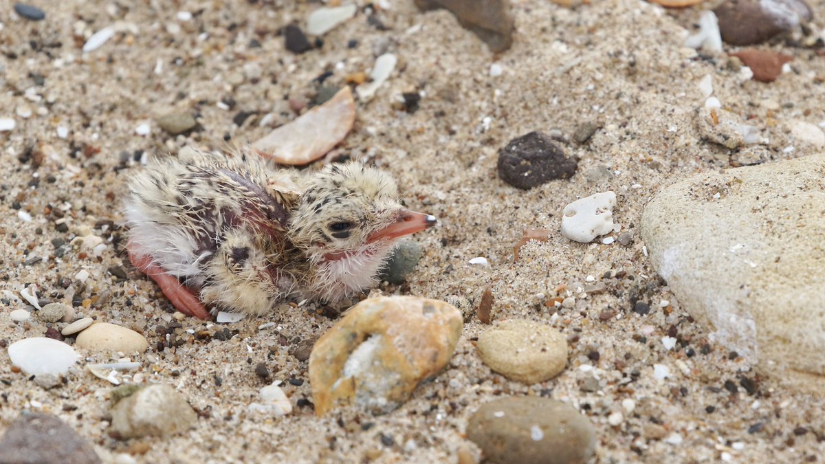 This little tern chick is *particularly* special, as it is the last one to hatch! We’ve now had 15 fledge, 2 due to fledge in the next couple of days, and 6 chicks still on the ground! This one serves as a stark reminder of just how precious and vulnerable they are.