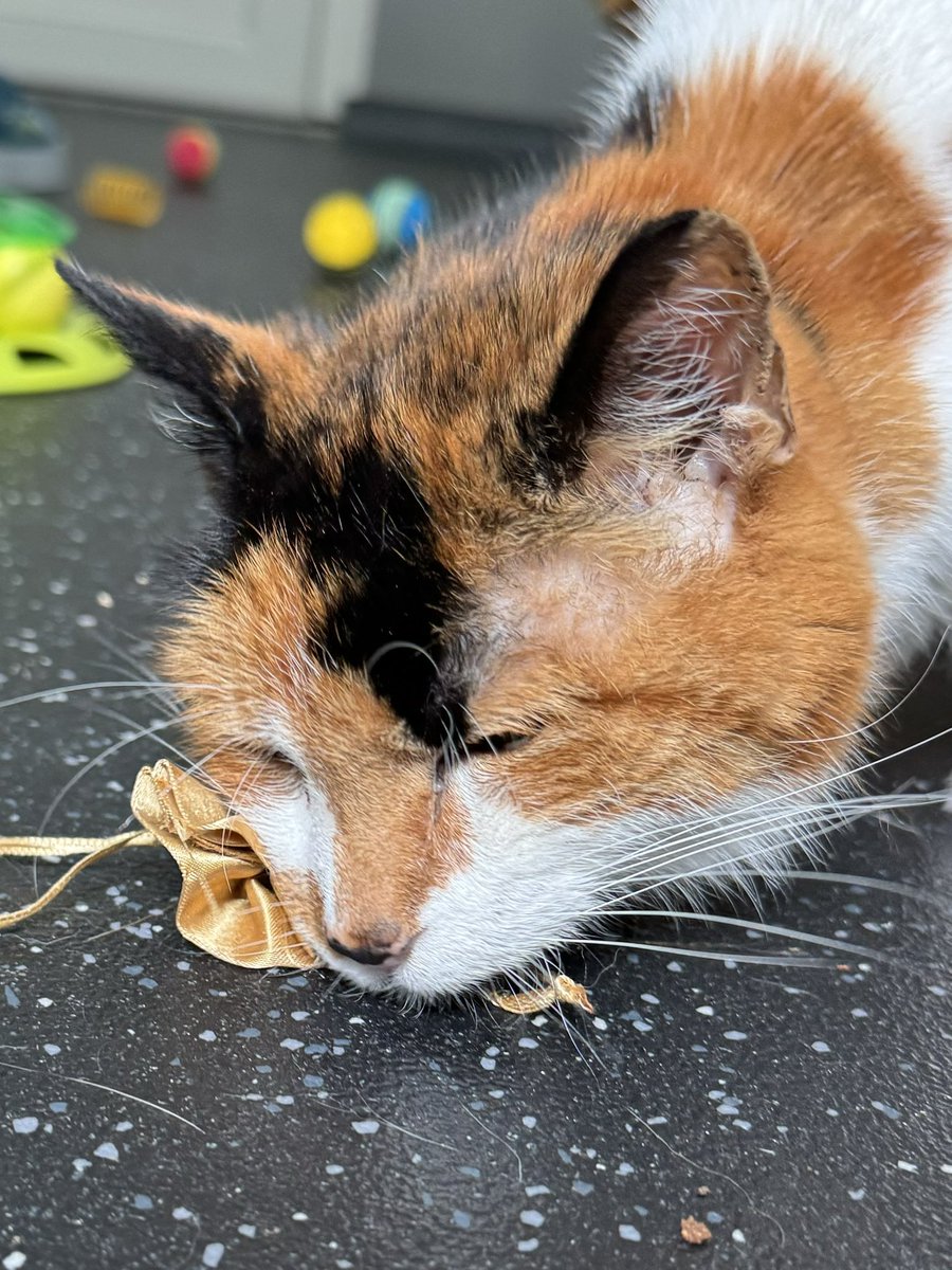 KernowCatHotel's tweet photo. Beautiful Asha is 20 years young and a very special guest. Look at her amazing whiskers 😻❤️ https://t.co/zYZUsfTOuC