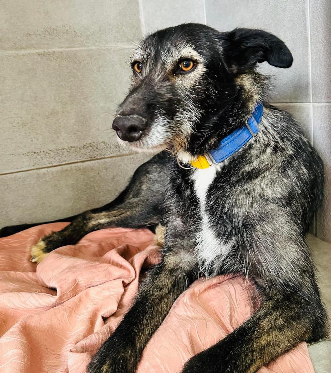 GalgosdelSol's tweet photo. Just Rollo wondering why she doesn’t have a home yet? 
She’s around 3yrs old, a little bit shy but comes around quickly with a tail wag and walks nicely on a lead. 
She’s a hairy one and says she’s would like to live in a cold country… so… who lives in a cold country? 😂😅❤️
Plz share 🙏🏻