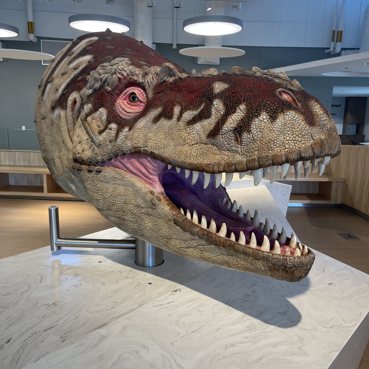 RoyalTyrrell's tweet photo. You can use the interactive display in our Learning Lounge to ‘hunt’ as an Albertosaurus roughly 72 – 68 million years ago. Swipe to see the details! #TextureTuesday https://t.co/ohfKvqkscP