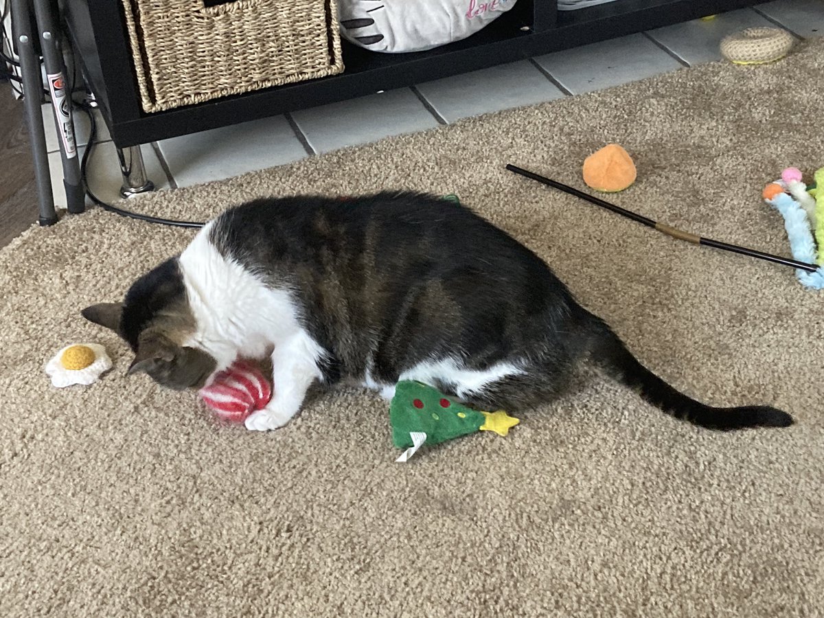skittlesisacat's tweet photo. My favrit Item (Tha PeparMint!) was lost Under TV Stand but now Tha Lady has returned It To Mi https://t.co/Lym7rmDaML