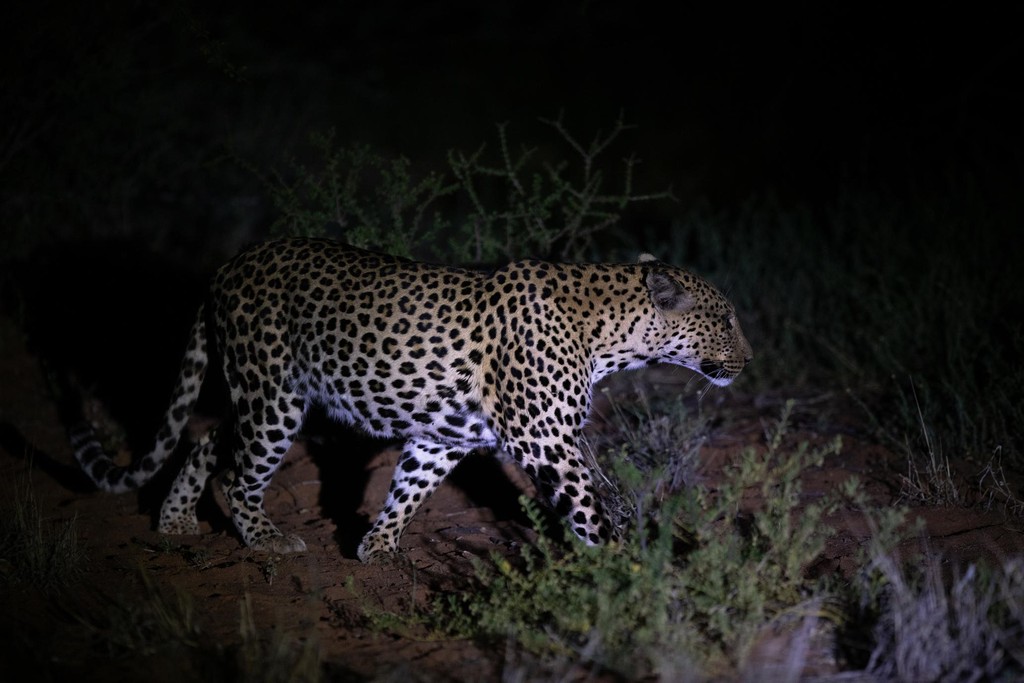 Tswalu Kalahari Reserve tweet media