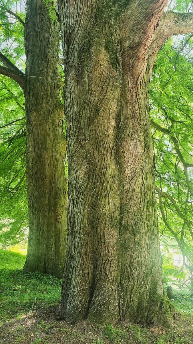 Geertje Geertsma 🍄 tweet media