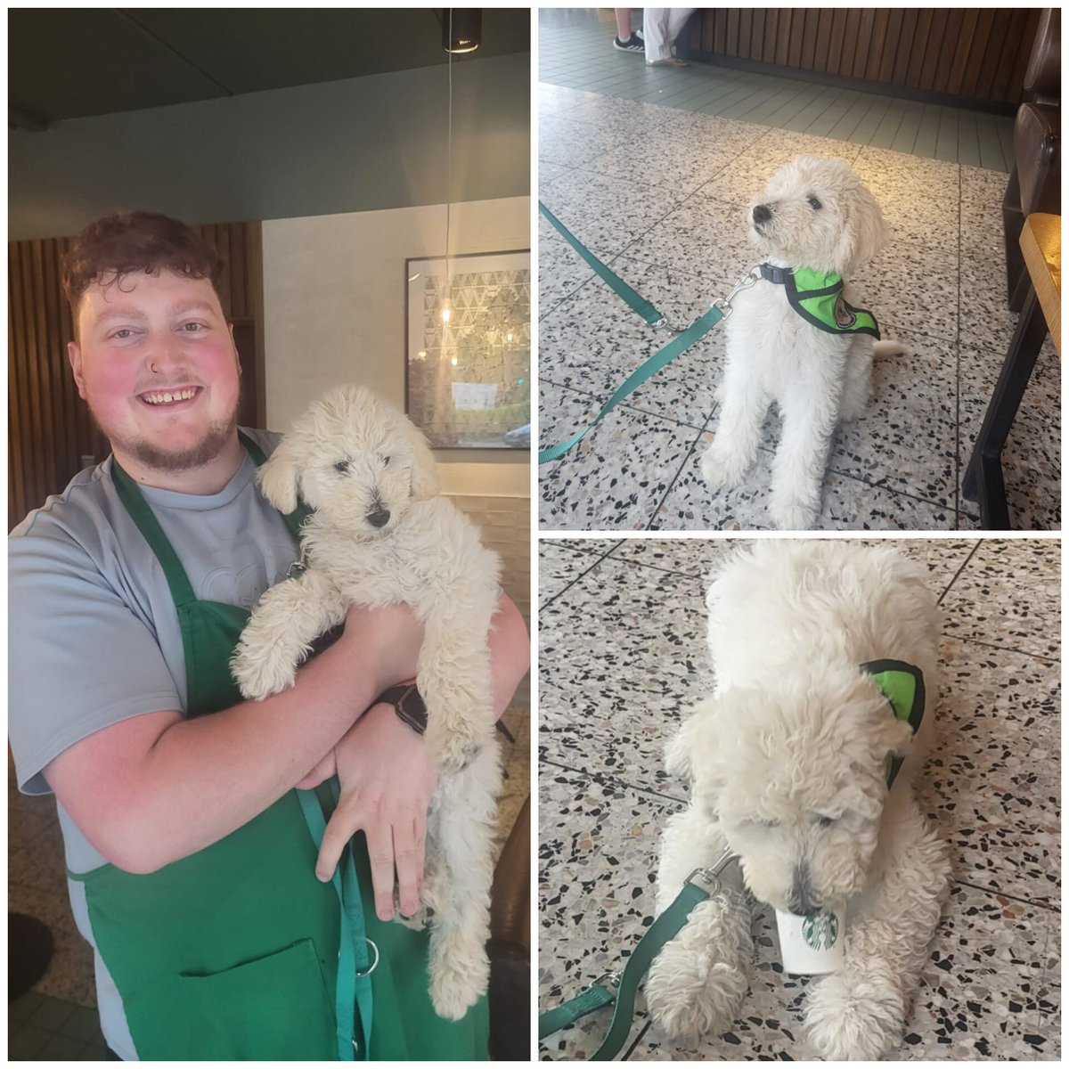 My Canine Companion (@mycaninecompani) on Twitter photo MCC puppy in training, Zara, made a trip to <a href="/StarbucksIE/">Starbucks Ireland</a> in Blackpool today.
Zara was delighted when Cillian treated her to a puppacino!!
We think she enjoyed it!!
Thanks to Cillian and all of the staff for such a warm welcome! Zara will be back soon to say hello🐾🐾
#teammcc MCC puppy in training, Zara, made a trip to <a href="/StarbucksIE/">Starbucks Ireland</a> in Blackpool today.
Zara was delighted when Cillian treated her to a puppacino!!
We think she enjoyed it!!
Thanks to Cillian and all of the staff for such a warm welcome! Zara will be back soon to say hello🐾🐾
#teammcc