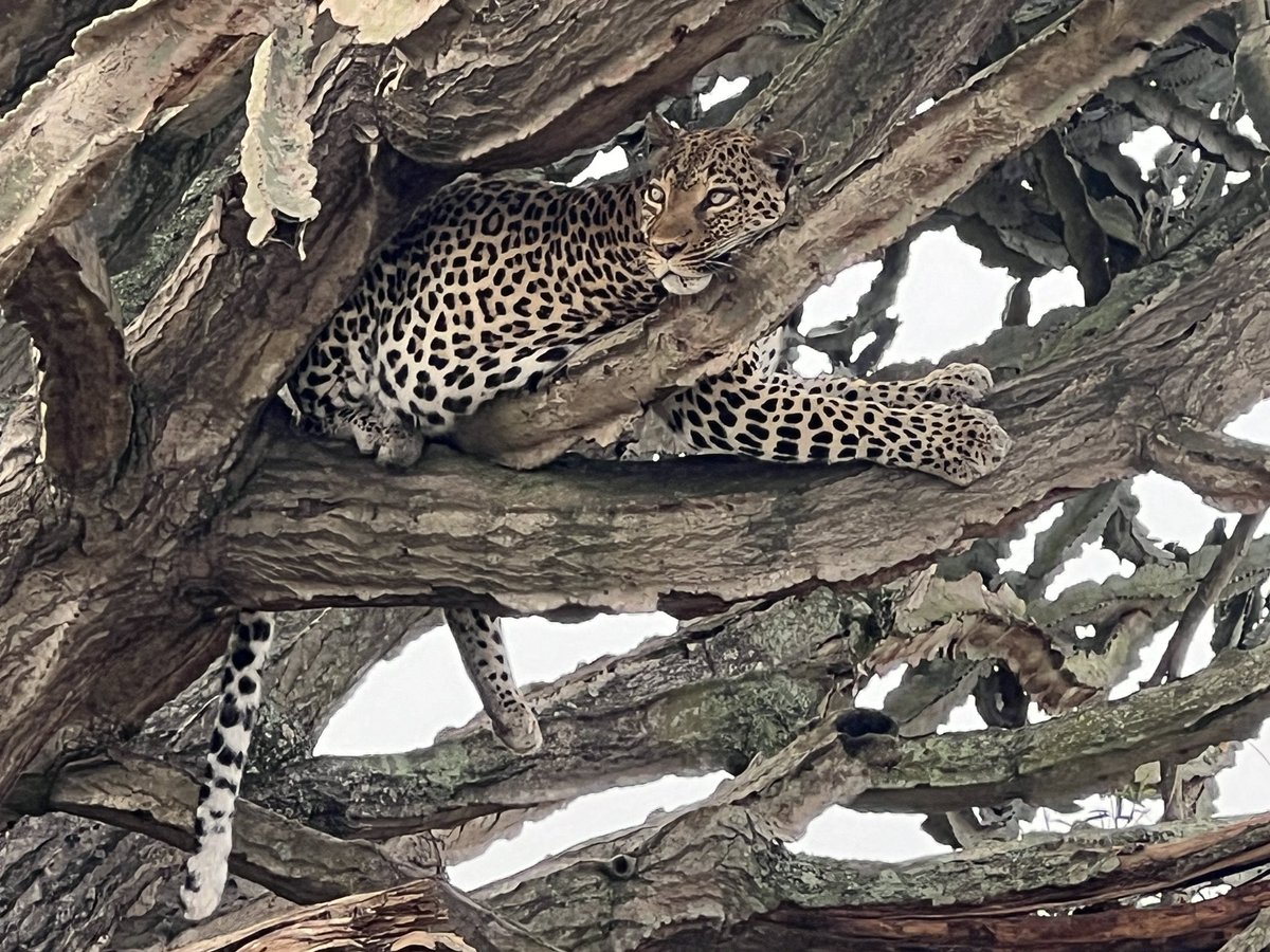 Wildlife viewing in Queen Elizabeth National Park, today, 23rd July, 2024.

The leopard is one cat that doesn’t need help getting down from a tree. It is so comfortable up there that it often stalks prey and even hauls its kills into the branches.
#ExploreUganda 📸 Ajarova