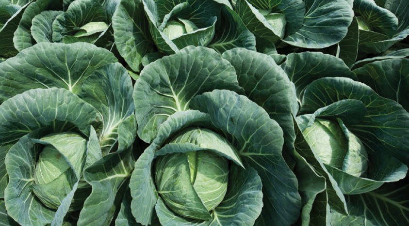 Get control of cabbage looper and diamondback moth in your brassica crops this season in both conventional and organic fields with the leading biological #insecticides, DiPel or XenTari. bit.ly/46EQHfF