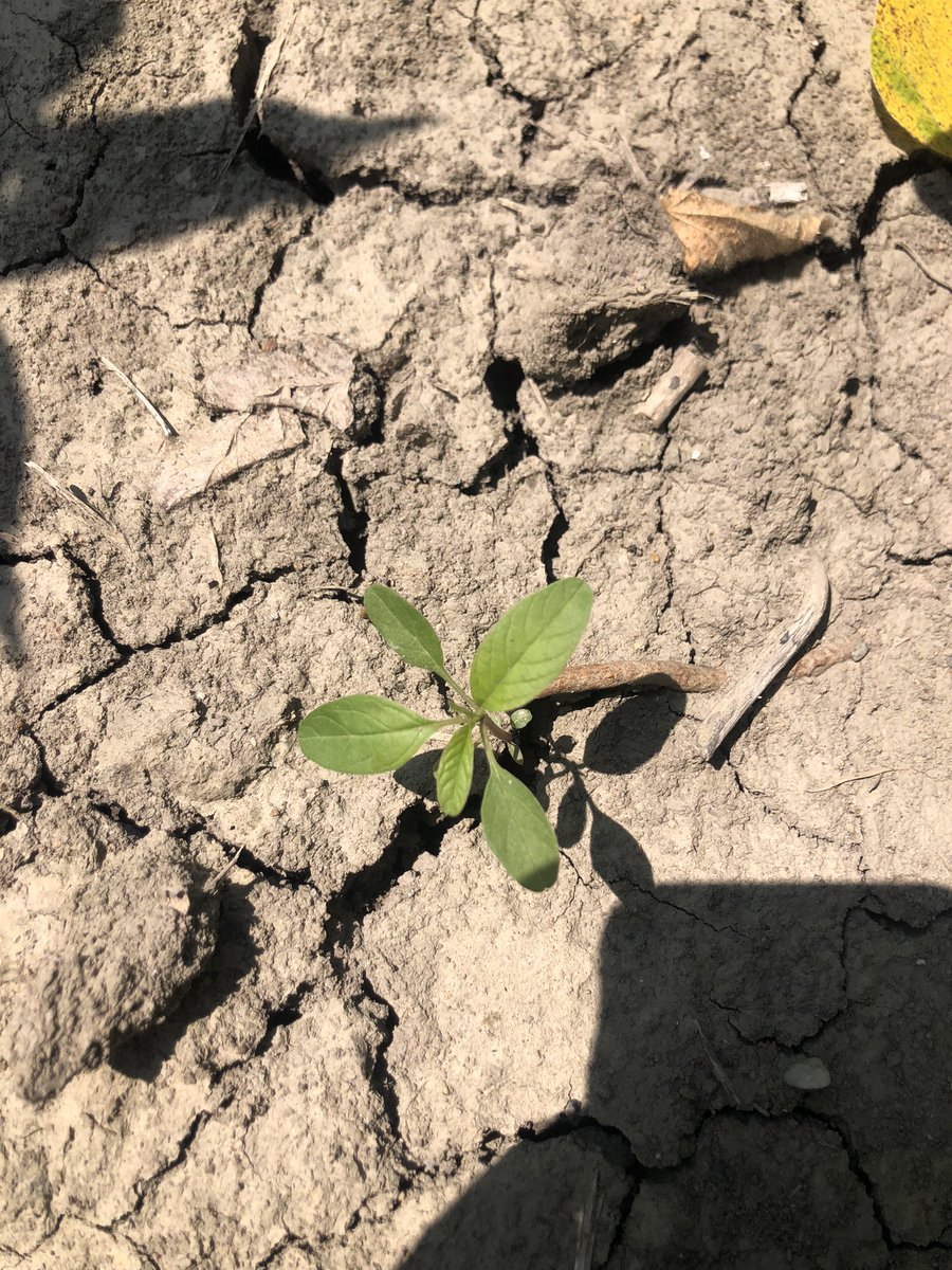 Group 2, 5 (atrazine and metribuzin) and 9 resistant waterhemp was identified in a field near Orleans, ON last year.
Pre-emergence application of Sencor+Zidua+Engenia in Xtend soybeans sure helped controlling that tough weed. Few escapes here and there.
<a href="/CoopEmbrun/">Coop Embrun</a> <a href="/psikkema1/">Peter Sikkema</a>
