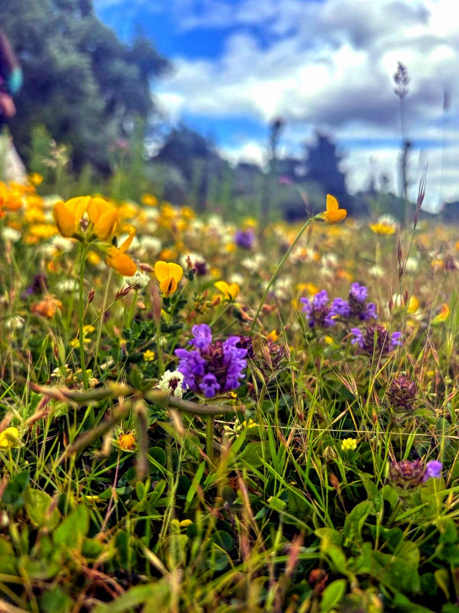 LylahPike's tweet photo. flower pics #naturephoto #NaturePhotography @Nottswildlife #Flowers https://t.co/kW3kwinjKx