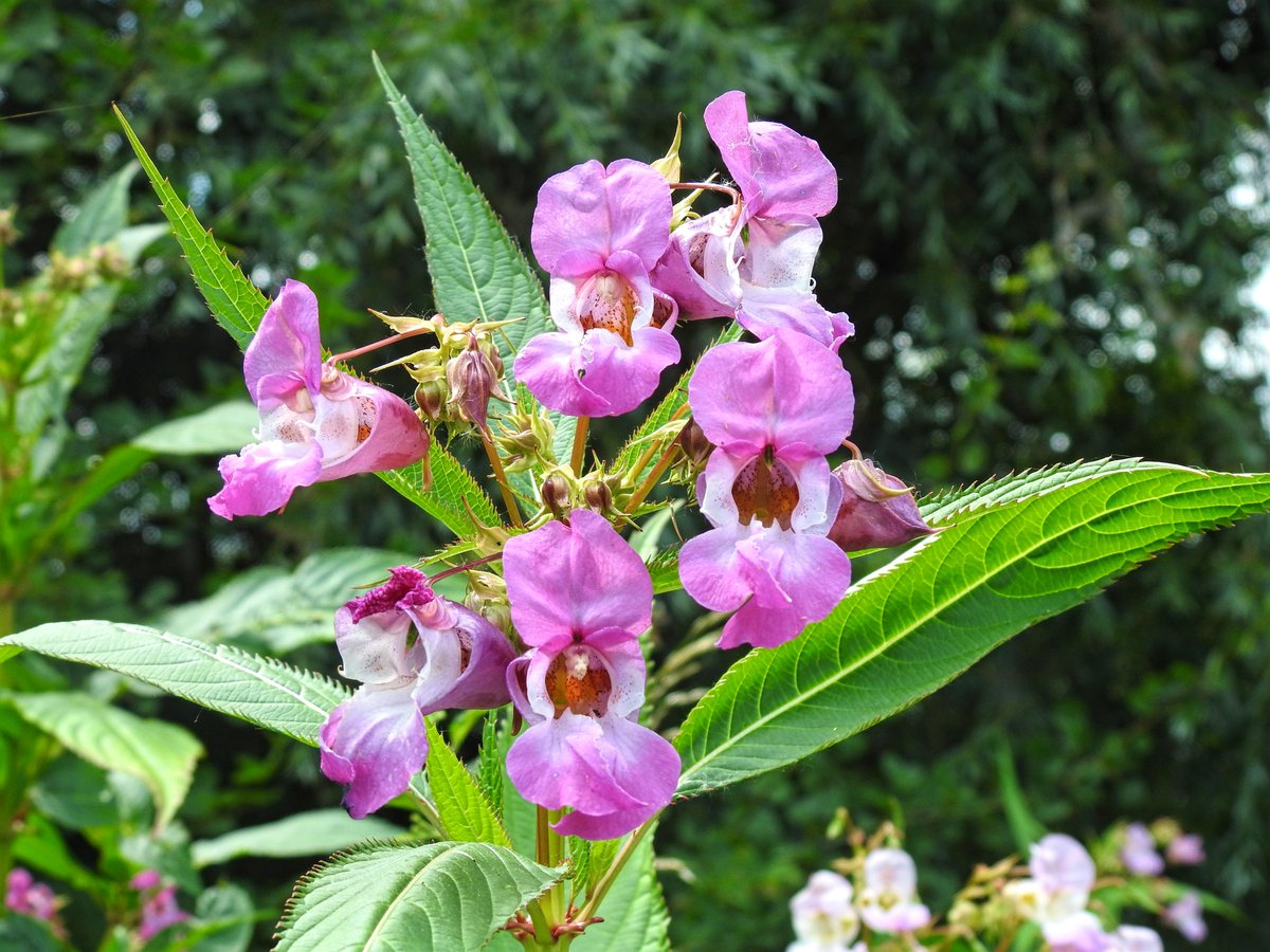 LylahPike's tweet photo. flower pics #naturephoto #NaturePhotography @Nottswildlife #Flowers https://t.co/kW3kwinjKx