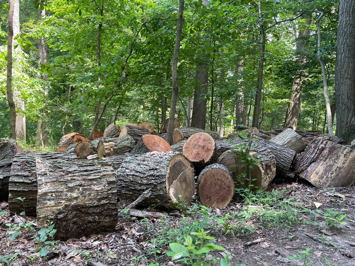 Dougcabbage's tweet image. All the wood logs we had cut up he been thrown into the woods, waiting for winter to be burned🔥