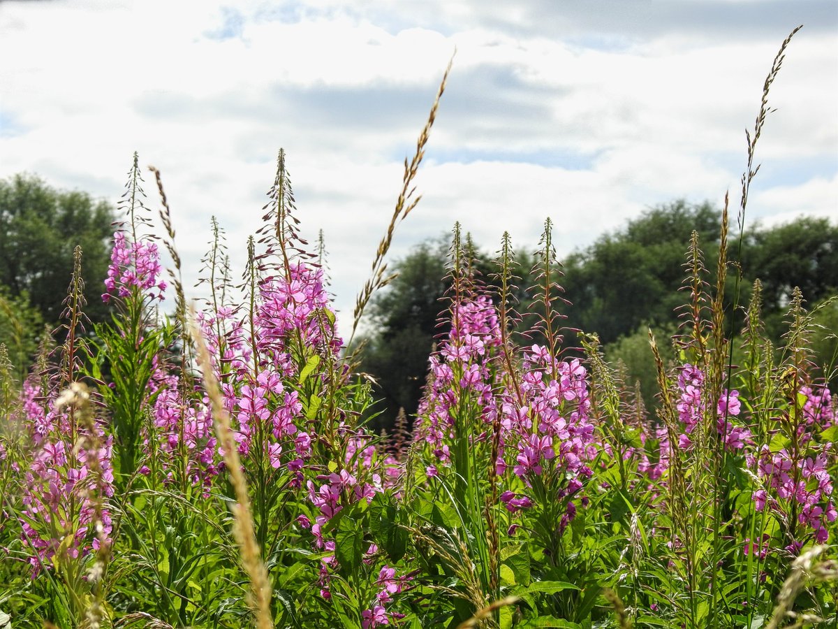 LylahPike's tweet photo. flower pics #naturephoto #NaturePhotography @Nottswildlife #Flowers https://t.co/kW3kwinjKx