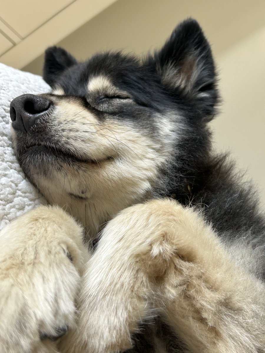 I haven’t posted anything in a while but took this picture today and had to share. #Cute #WhileHeSleeps