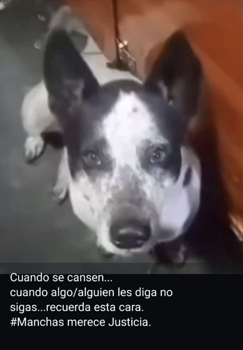 CarmenZR04's tweet photo. Justicia para MANCHAS https://t.co/IuDmnzon1S