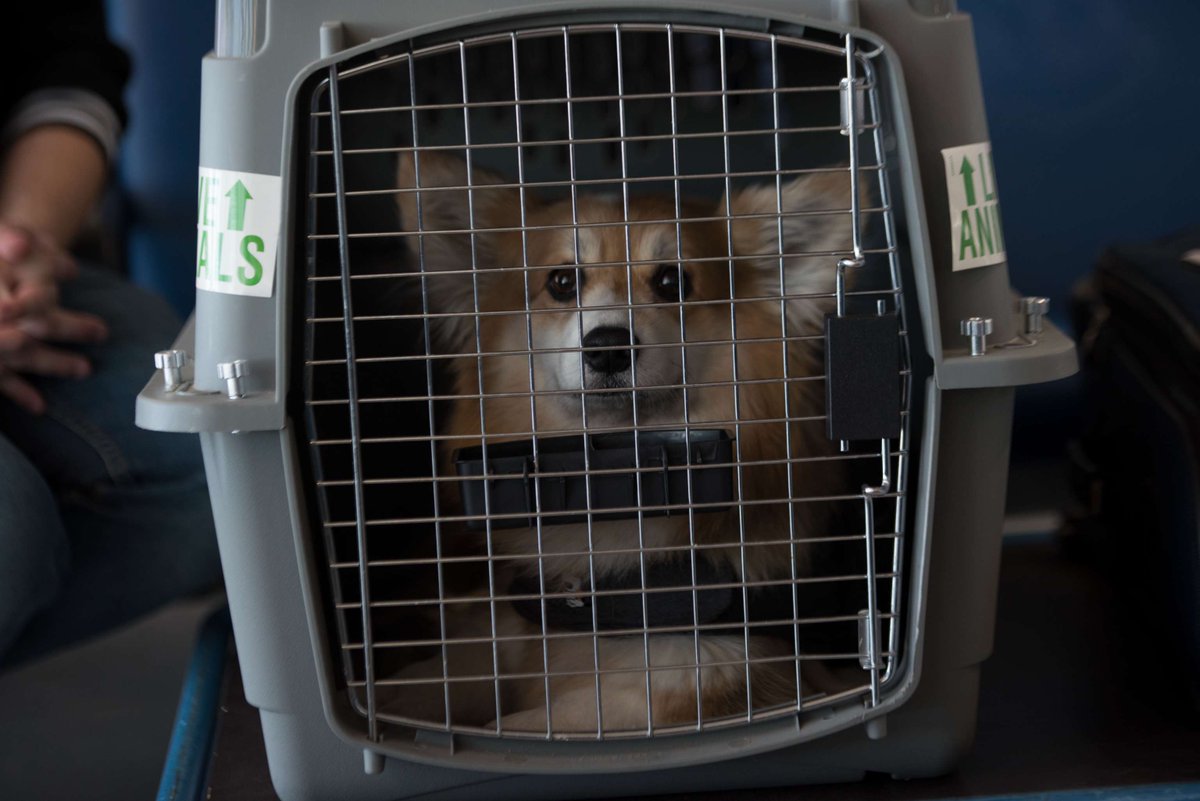 DogsonDeploymnt's tweet image. DoD has temporarily paused a key funding channel that helps service members transport pets to new duty stations, just as new CDC travel guidelines are about to impose greater restrictions.

🔗: dogsondeployment.blog/f/facing-cdc-c…

📷: Dvids

#DogsOnDeployment #MilitaryPets #militarypcs