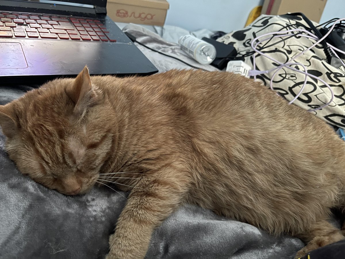 beefbenn's tweet photo. also i got to keep one chicken out of the three, so i kept Cheeto! he is settling in very nicely to our temporary home c: https://t.co/XoYUhaYVUO