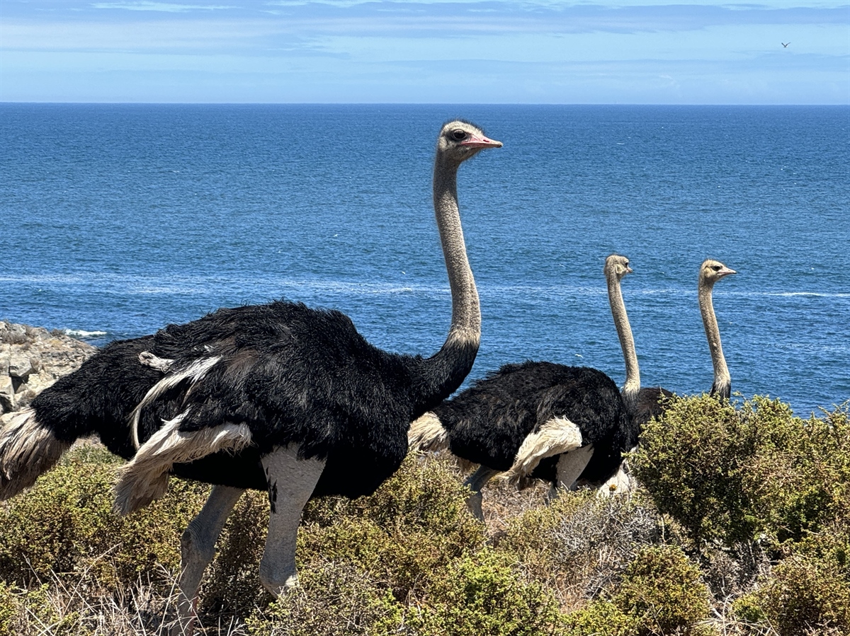 SpringfonteinE's tweet image. 📸 Discover the wonders of the ostrich at Springfontein Estate! These majestic birds add to the unique charm of our location. Dive deeper into their world by reading our latest blog post. 🌿🕊️ l8r.it/8n5S 

#SpringfonteinEstate #Ostrich #NaturePhotography #BlogPost