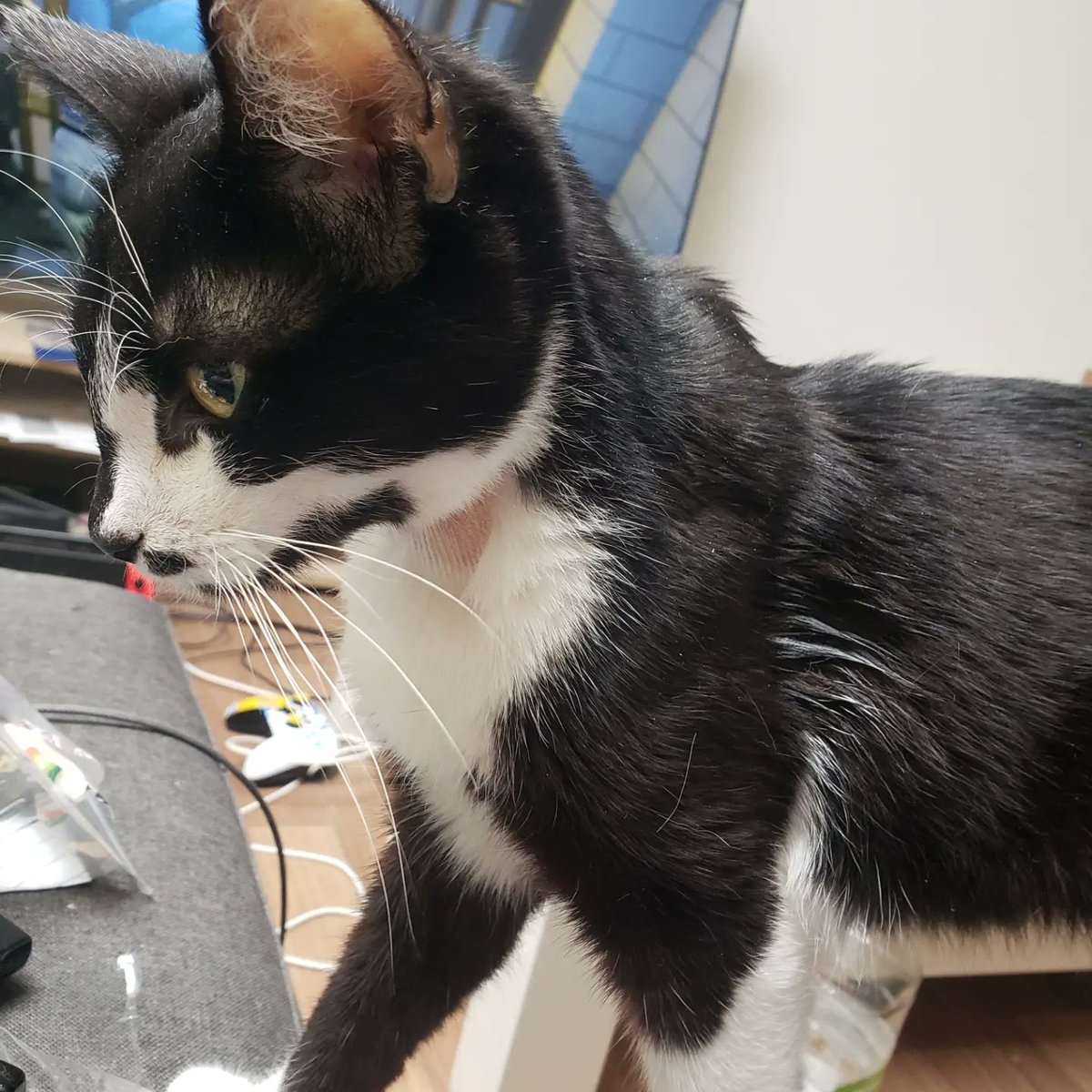 KiingSteven 🏴☠️ tweet media