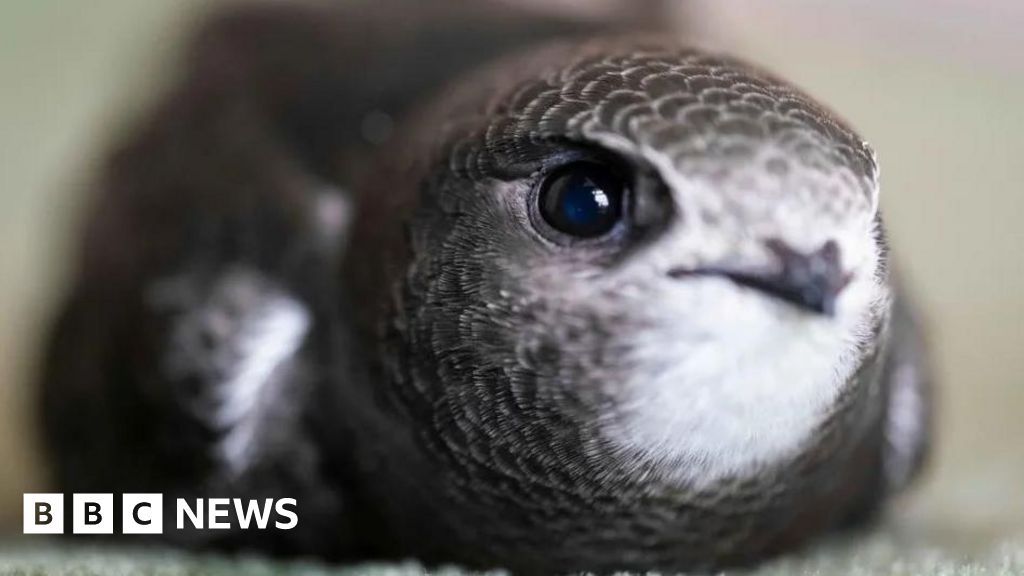Volunteer4Birds's tweet image. Swiftbricks - what a great idea for UK swifts and martins: All new Bury buildings to feature bricks for nesting birds bbc.com/news/articles/…
In eastern Canada though our Chimney Swifts nests in Chimneys so the best way to help them is to maintain our chimneys. #swiftwatch