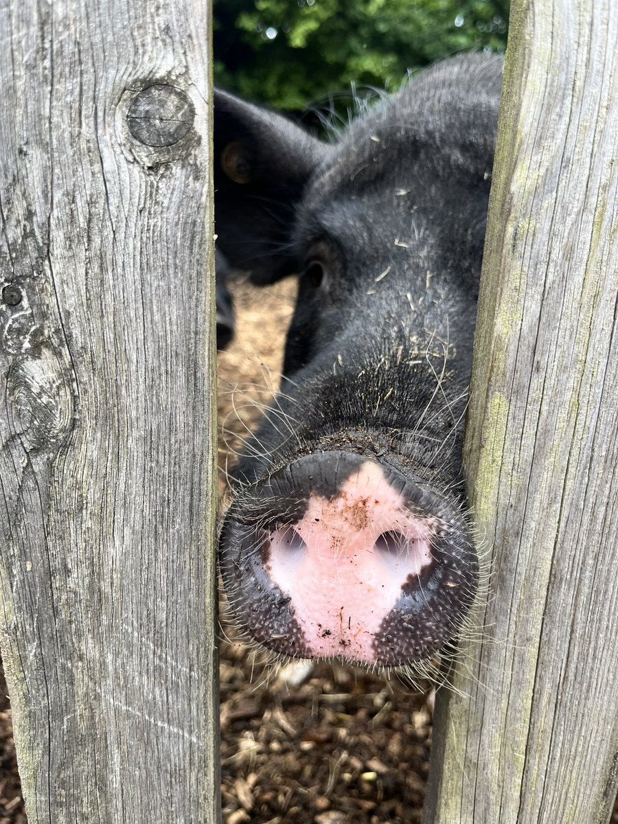 Watersidepigs tweet media