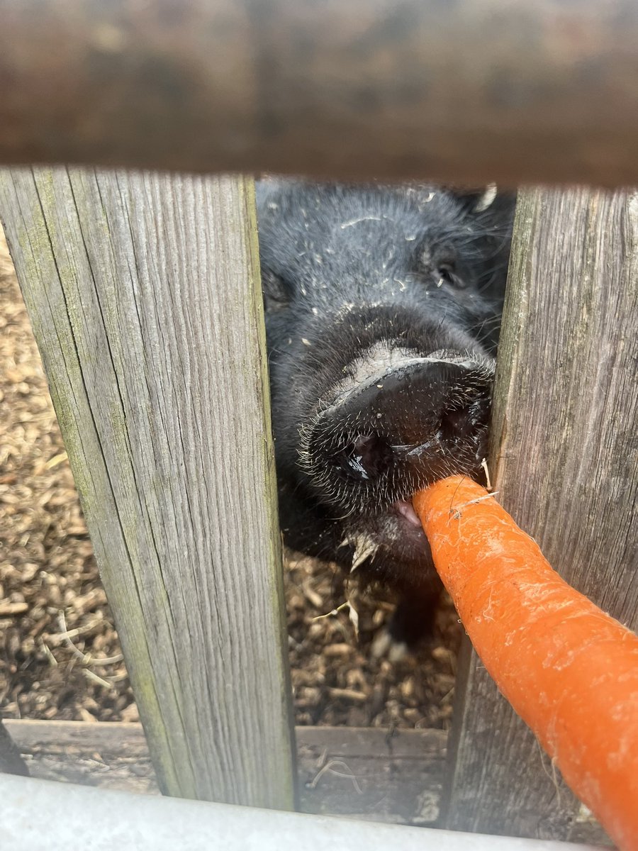 Watersidepigs tweet media