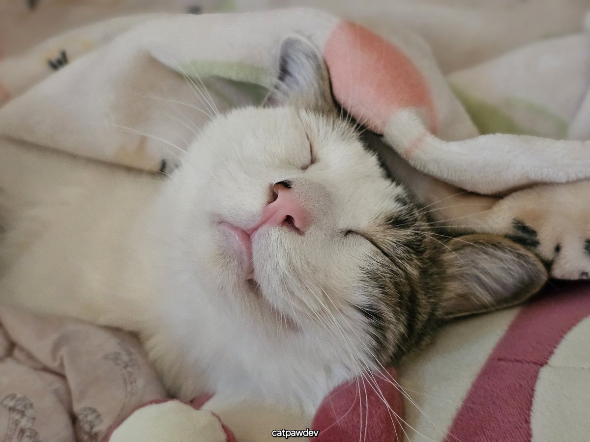 괴발개발 tweet media