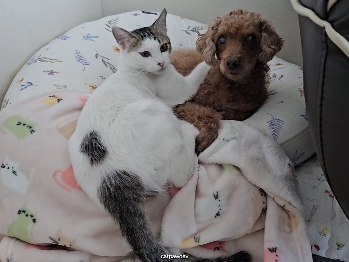 괴발개발 tweet media