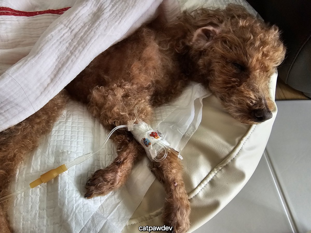 괴발개발 tweet media