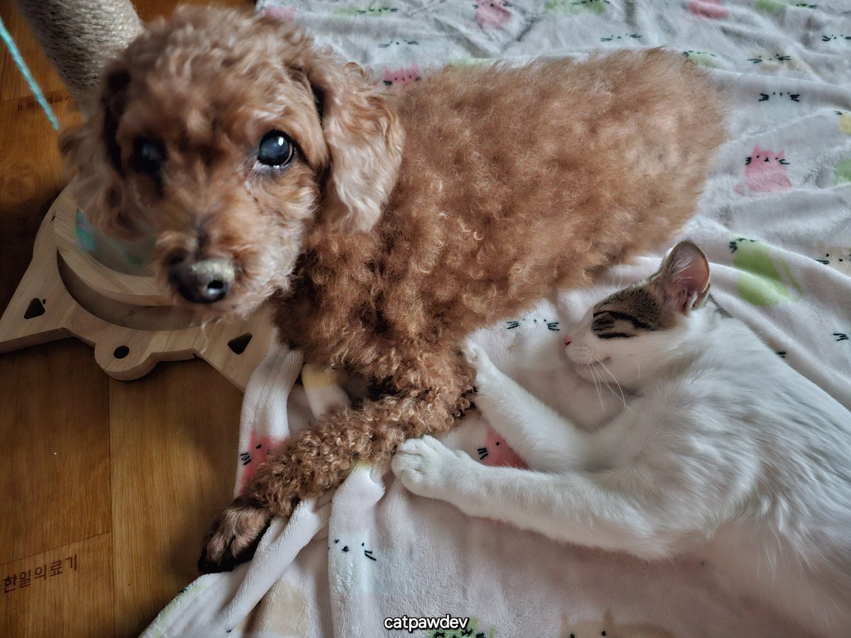 괴발개발 tweet media