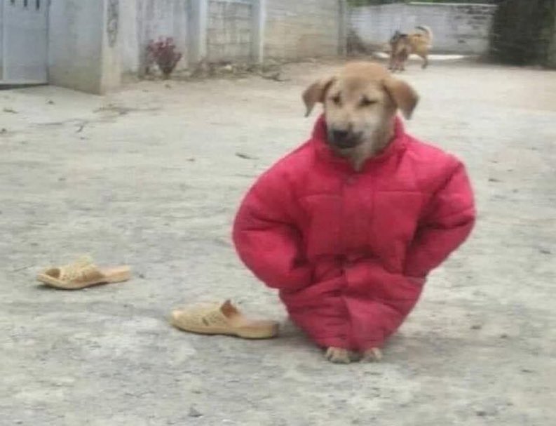 ipatheticc's tweet photo. Mi ex: ¿Si me puedes devolver mi chamarra?

Mi perrito en el patio: https://t.co/iv3WWvtJET