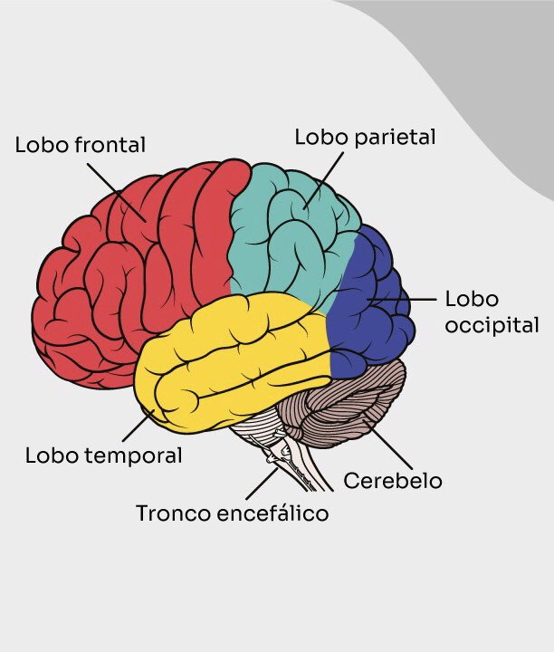 gilzaiale's tweet photo. 🧠📚🧩🔱 Iniciando uma Pós-Graduação em Neuroaprendizagem  

https://t.co/dYLtpJdeCh https://t.co/VZQfU1IMYq