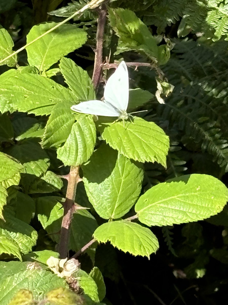 wild_julian's tweet photo. Wonderful to see so many butterflies @hermisland as so few at home. I couldn’t manage to snap #CommonBlue but think I got #SpeckledWood #RedAdmiral #Wall #SmallWhite 😎🦋 https://t.co/fJGFJyTqZh