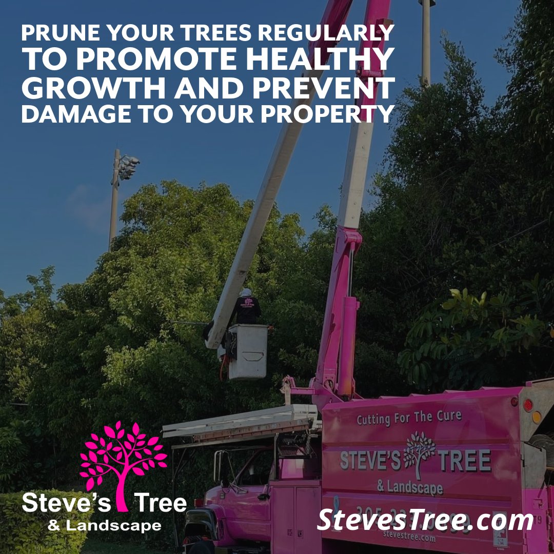 StevesTreeLand's tweet image. 🌳 Proper Pruning: Prune your trees regularly to promote healthy growth and prevent damage to your property.

The Best Tree Services and Landscaping Design in Miami Beach: stevestree.com

#PruningTips #TreeHealth #ProperPruning