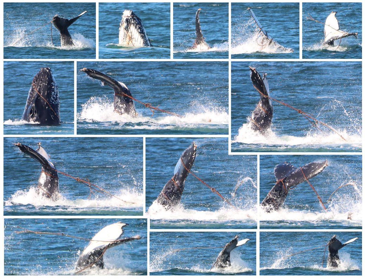 Seafari (@seafariapp) on Twitter photo Tragic series of images taken by Dean Muller in #FalseBay, #CapeTown, today of a Humpback #whale thrashing about trying to rid itself of rope in which it is #entangled. Tomorrow the #SAWDN & <a href="/NSRI/">National Sea Rescue Institute</a> will try to locate & free it from this curse that plagues these creatures! Tragic series of images taken by Dean Muller in #FalseBay, #CapeTown, today of a Humpback #whale thrashing about trying to rid itself of rope in which it is #entangled. Tomorrow the #SAWDN & <a href="/NSRI/">National Sea Rescue Institute</a> will try to locate & free it from this curse that plagues these creatures!