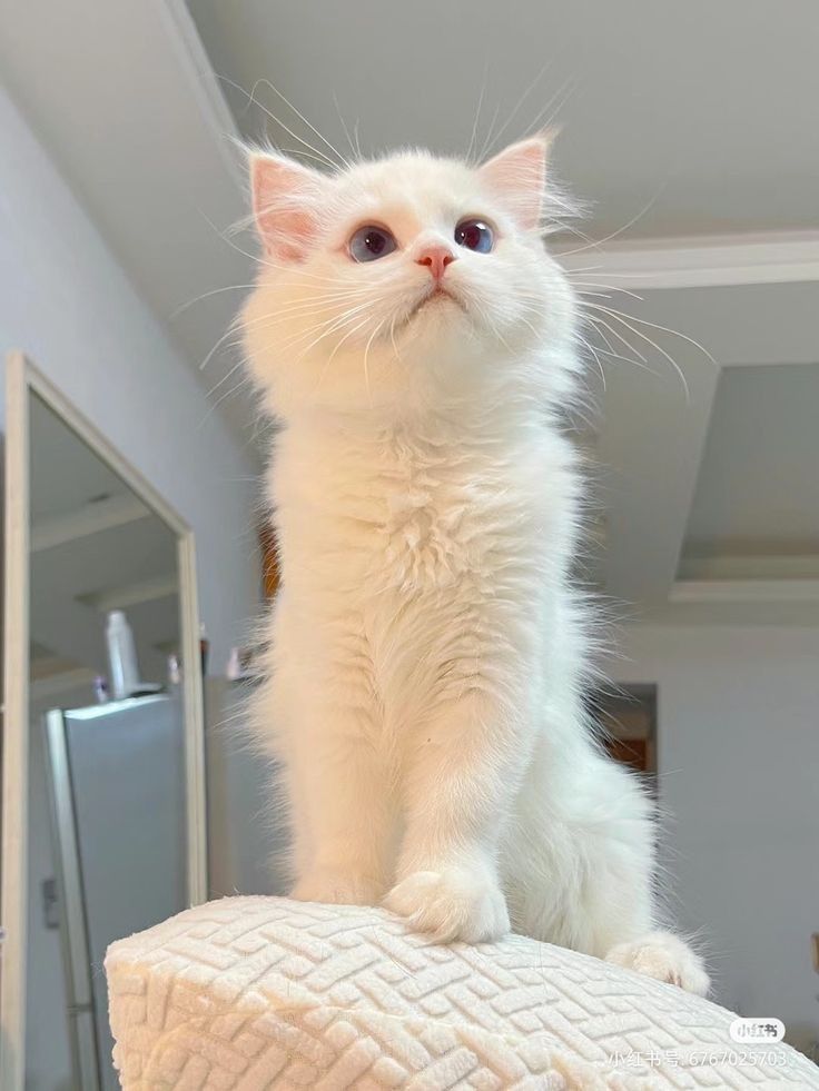 cutest cats (@cutestscats) on Twitter photo 