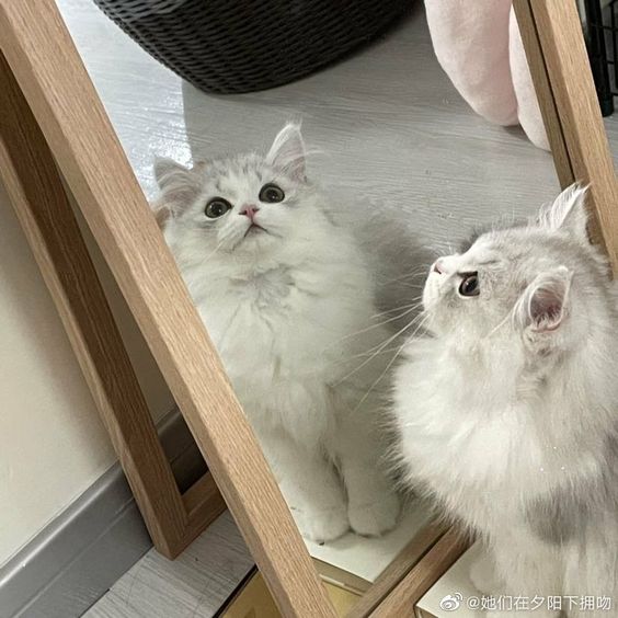 cutestscats's tweet image. 